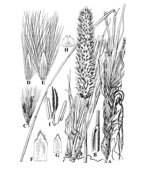 Natural compounds from  Imperata cylindrica